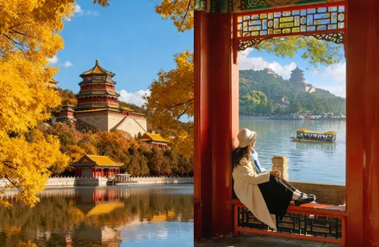 Golden ginkgo trees lining a path with red palace walls in the background at Summer Palace in autumn