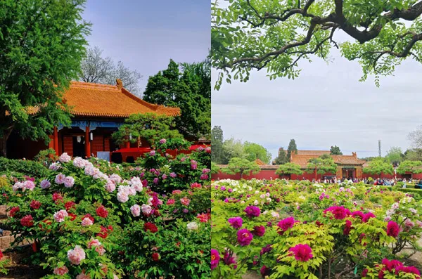 Peonies in full bloom at Jingshan Park, spring Beijing